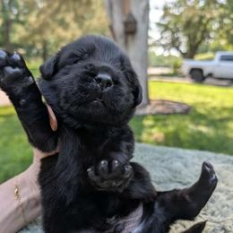 Brown Boy (Saké) - Black male Newfoundland puppy in Independence, Missouri from K & L Ranch
