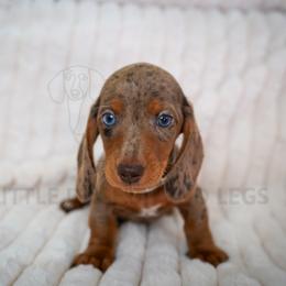Mushie - Dapple male Dachshund puppy in Temecula, California from Naomi Magee's Dachshund Kennel