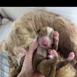 Blue - Red  female Goldendoodle puppy in Richmond, Kentucky from The Doting Doodle