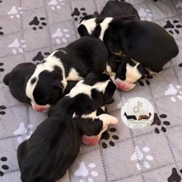Thor - Black and white male Cardigan Welsh Corgi puppy in Casper, Wyoming from Flying Note Shorties