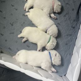 Samoyed Puppies from The Floof Brigade
