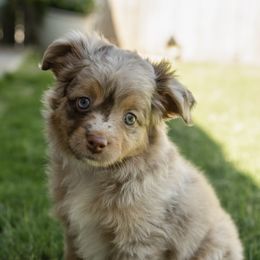 Girl 1 - Red merle female Toy Australian Shepherd puppy in Fresno, California from Duarte's Paw Blessings