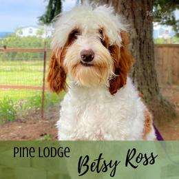 Rossi - Australian Labradoodle