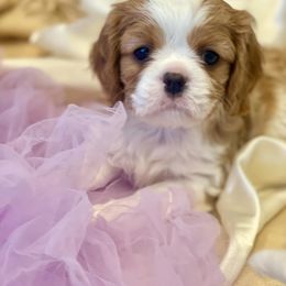 Cavalier King Charles Spaniel Puppies from Angels Ridge Cavaliers