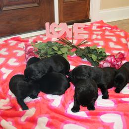 Boy 3 - Black male Newfoundland puppy in Ellendale Forge, Pennsylvania from Opening Heavens Doors Newfoundlands