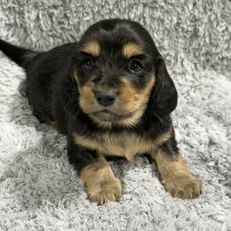 Huckleberry - Black and tan male Dachshund puppy in Mansfield, Missouri from Owens Farm