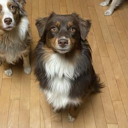Lady - Australian Shepherd