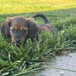 Button - Sable female Dachshund puppy in Crawford, Colorado from Spotted Doxie Ranch