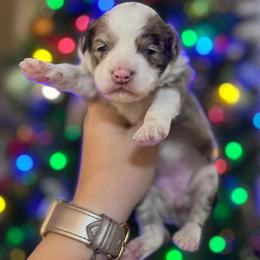 Aussiedoodle and Goldendoodle Puppies from Ever After Doodles Arizona