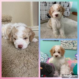 Lagotto Romagnolo Puppies from Riverside Lagottos