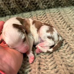 Spud - Red merle male Australian Shepherd puppy in Altmar, New York from E&C Australian Shepherds