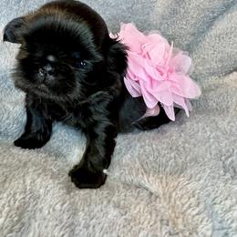 Shih Tzu Puppies from Sacred Light Shihtzu