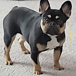 French Bulldog Puppies from Jessicah's Frenchies Michigan's French Bulldog Breeder