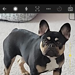 French Bulldog Puppies from Jessicah's Frenchies Michigan's French Bulldog Breeder
