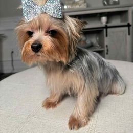 Stella - Yorkshire Terrier