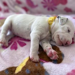 Puddles - White and liver brown male Dalmatian puppy in Hastings, Florida from Love My Spotty Dalmatians