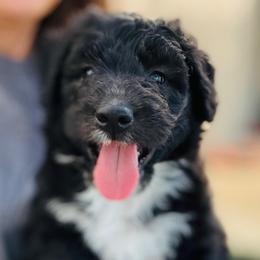 Forrest - Black and white male Aussiedoodle puppy in Hempstead, Texas from Young Gun Aussies