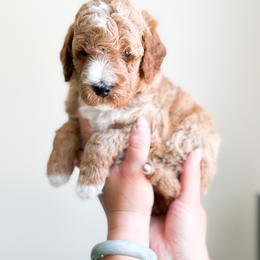 Bernedoodle, Goldendoodle, and Poodle Puppies from Teddy Doodles & Standard Poodles