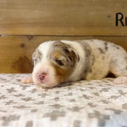 Risk - Blue merle male Australian Shepherd puppy in Kearney, Nebraska from Helix Aussies