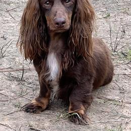 Dachshund Puppies from Camacho_Dachshunds