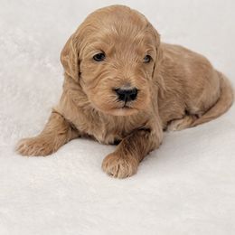 Goldendoodle Puppies from Lake Village Doodles