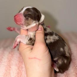 Bunny - Red merle female Australian Shepherd puppy in Anniston, Alabama from All Hale Aussies