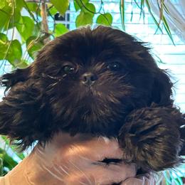 Abby - Black and white female Shih Tzu puppy in Victorville, California from Precioustzus