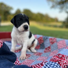 Great Dane Puppies from Oak View Danes