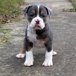 Riva - Gray brindle female Olde English Bulldogge puppy in Camdenton, Missouri from Mule Pool Olde English Bulldogges