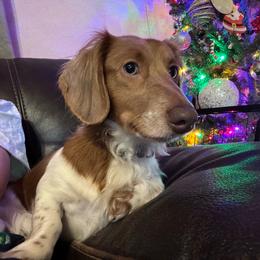 Luke - Dachshund