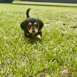 Jack - Black and tan male Dachshund puppy in Aiken, South Carolina from State Eight Dachshunds
