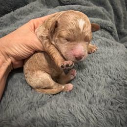 Juliet - Red  female Goldendoodle puppy in Bradenton, Florida from Christianna’s Mini Goldendoodles