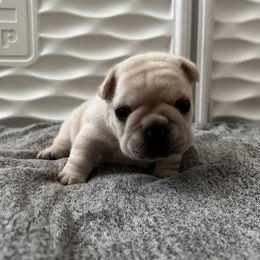 French Bulldog Puppies from The Midwest Frenchies