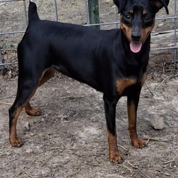 Jude - Black and rust female Miniature Pinscher puppy in Hillsboro, Wisconsin from Meek's Min Pins