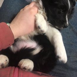 Shetland Sheepdog Puppies from Sunny Shelties