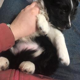 Shetland Sheepdog Puppies from Sunny Shelties