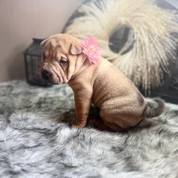 Everest - Fawn female Chinese Shar-Pei puppy in Lehigh Acres, Florida from Florida Wrinkles
