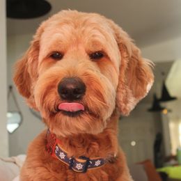 Scooby - Goldendoodle