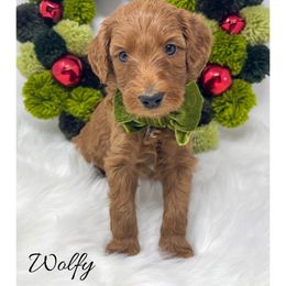 Wolfy - Red  male Goldendoodle puppy in State Road, North Carolina from Must Love Doodles