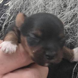 Bella - Parti female Yorkshire Terrier puppy in Jamesville, New York from Mark Carfagno's Pups