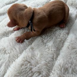 Black boy - Red male Dachshund puppy in Kelso, Washington from New Age Doxies