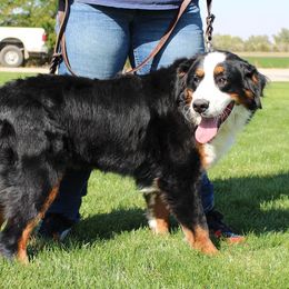 Chloe - Bernese Mountain Dog