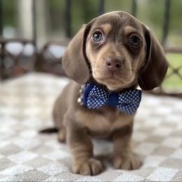 Riffin - Chocolate and cream male Dachshund puppy in Duncanville, Alabama from Bear Creek