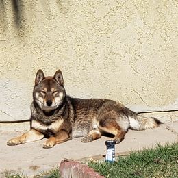 Gideon - Shiba Inu