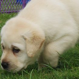 Labrador Retrievers from Sandy Paws Labradors Maui