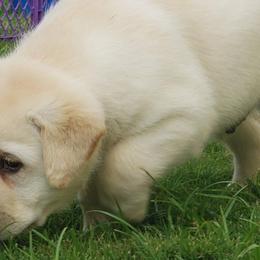 Labrador Retrievers from Sandy Paws Labradors Maui