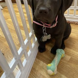 Labrador Retriever Puppies from Limestone River Labradors