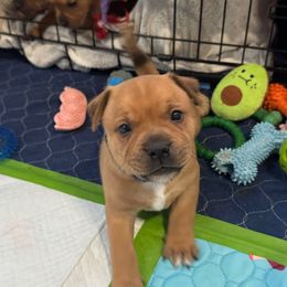 Blu - Red male Staffordshire Bull Terrier puppy in Port Saint Lucie, Florida from Southern Staffies