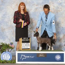 Freddie - Chinese Crested