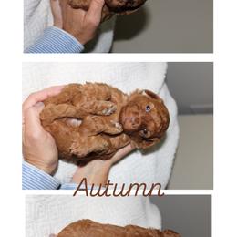 Autumn - Red  female Goldendoodle puppy in Trenton, Tennessee from Pickard’s country Golden doodles